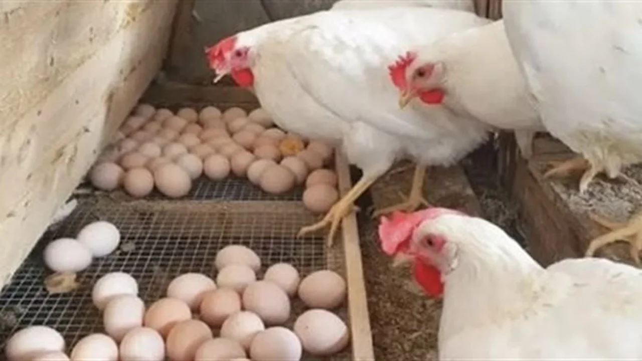 أسعار الدواجن في بورصة الفراخ البيضاء اليوم: تحديث شامل لتقلبات السوق المصرية